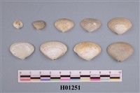 藏品(瑪珂蛤)的圖片